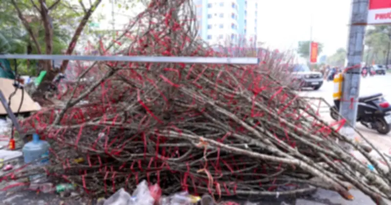 Hà Nội: Tiểu thương xả hàng, bỏ lại đào, quất ven đường trước Tết