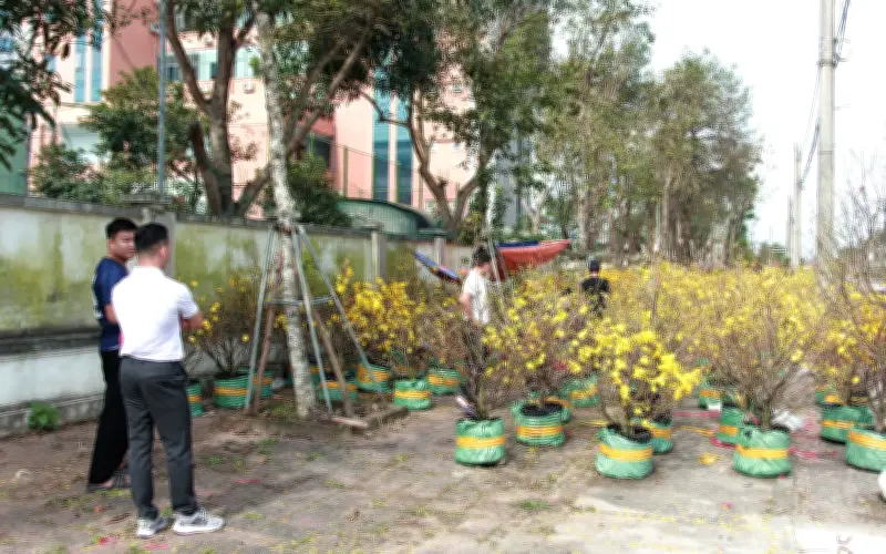 Hà Tĩnh: Mai vàng nở sớm, tiểu thương lo lắng trước thềm Tết Nguyên đán