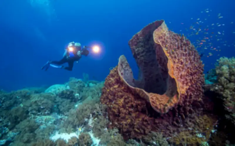 Hóa thạch phân tử hé lộ: Động vật đầu tiên trên Trái Đất có thể là tổ tiên bọt biển