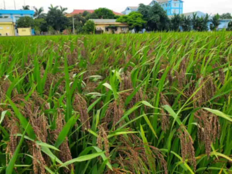 HADICO Dẫn Đầu Hành Trình Nông Nghiệp Xanh Tại Thủ Đô Năm 2025