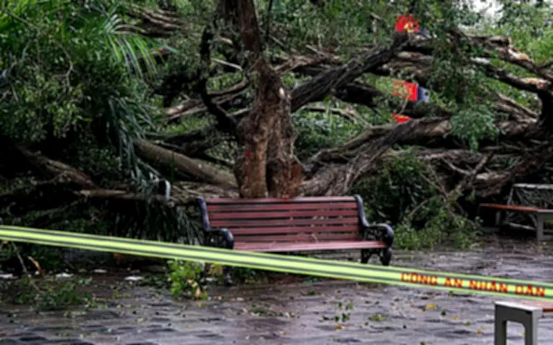 Hai cây si cổ thụ bất ngờ đổ tại Hà Nội, hai người lớn tuổi bị thương