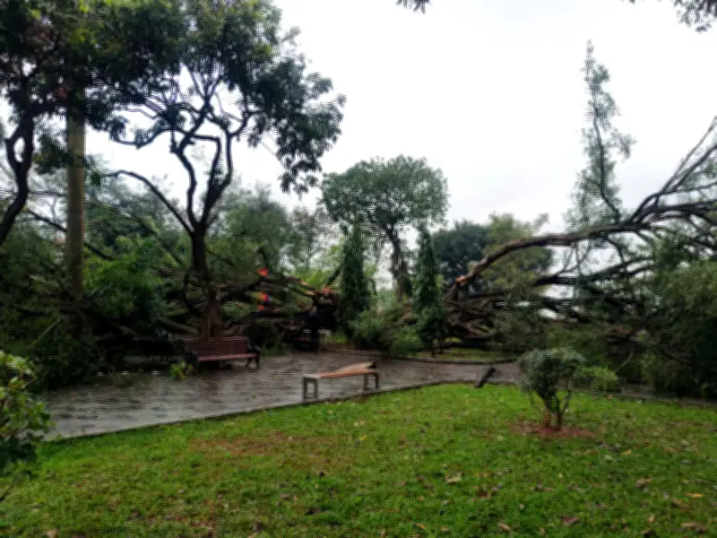 Hai cây si cổ thụ bất ngờ đổ tại vườn hoa Lý Tự Trọng, Hà Nội, làm hai người bị thương