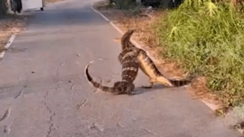 Hai 'Godzilla' Thái Lan vật lộn giữa đường, tài xế đứng hình tránh né