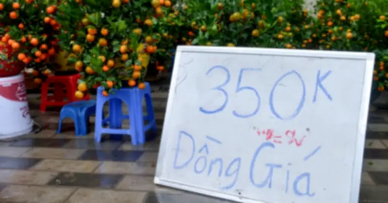 Hà Nội: Cây cảnh Tết ế ẩm, tiểu thương xả hàng cắt lỗ trước thềm năm mới