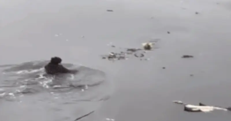 Người đàn ông Hà Nội dũng cảm bơi ra sông cứu cụ ông ngã xuống nước giữa ngày giá rét