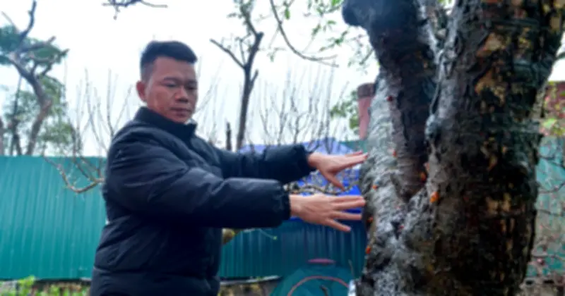 Tiểu thương Hà Nội vặt hoa đào giữ giá, thị trường cây cảnh Tết 2026 trầm lắng