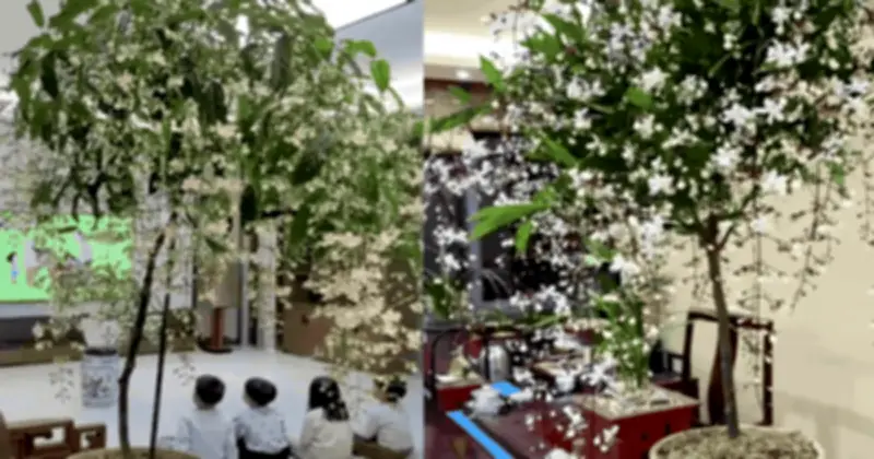 Bài học xương máu từ cây Dạ Ngọc Minh Châu: Quên tưới nước một ngày, 'nàng thơ' suýt chết