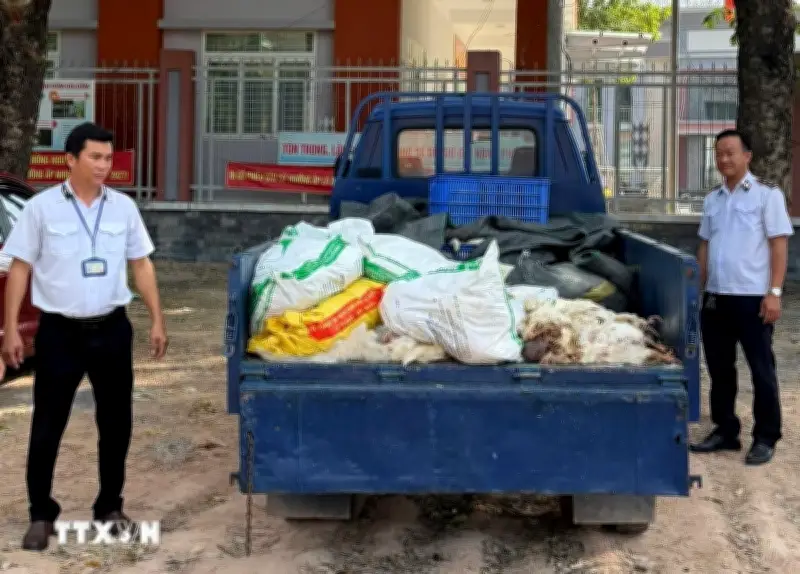 TP.HCM xử lý vụ vận chuyển hơn 200kg gà chết đi tiêu thụ