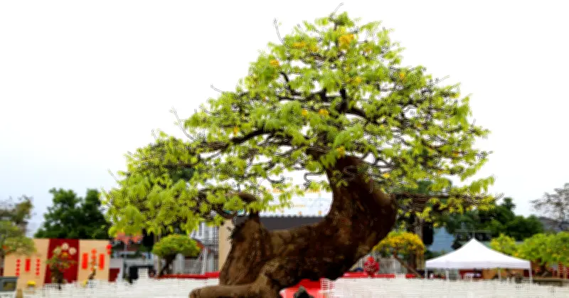 Hội chợ mai vàng Yên Tử rực rỡ sắc vàng, thu hút du khách và giới sưu tầm