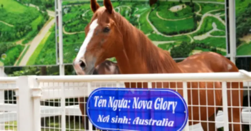 Hội Hoa Xuân TP.HCM 2026 Khai Mạc Tối Nay Với Nhiều Đổi Mới Đặc Sắc