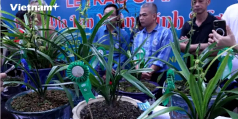 Hội thi Địa lan Xuân Bính Ngọ 2026: 400 tác phẩm tranh tài, lan tỏa không khí Tết