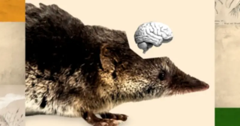 Hiện Tượng Dehnel: Bí Ẩn Loài Vật Tự 'Teo Não' Để Sống Sót Qua Mùa Đông