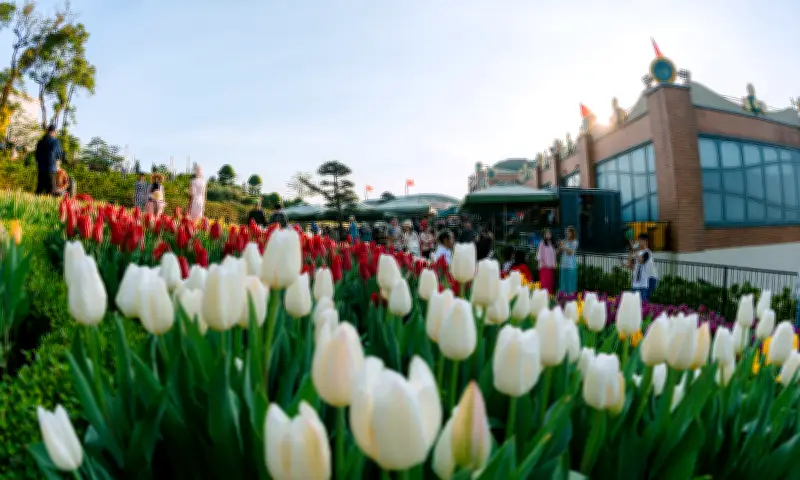 Hơn 120.000 Gốc Tulip Rực Rỡ Trên Núi Bà Đen Đón Tết Bính Ngọ 2026