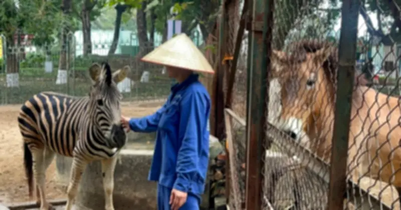 Hơn 20 năm 'làm mẹ' của người phụ nữ chăm sóc ngựa ở Vườn thú Hà Nội