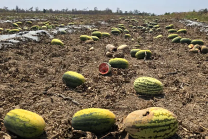 Hơn 200 tấn dưa hấu bị bỏ thối tại Gia Lai do tranh chấp năng suất cam kết