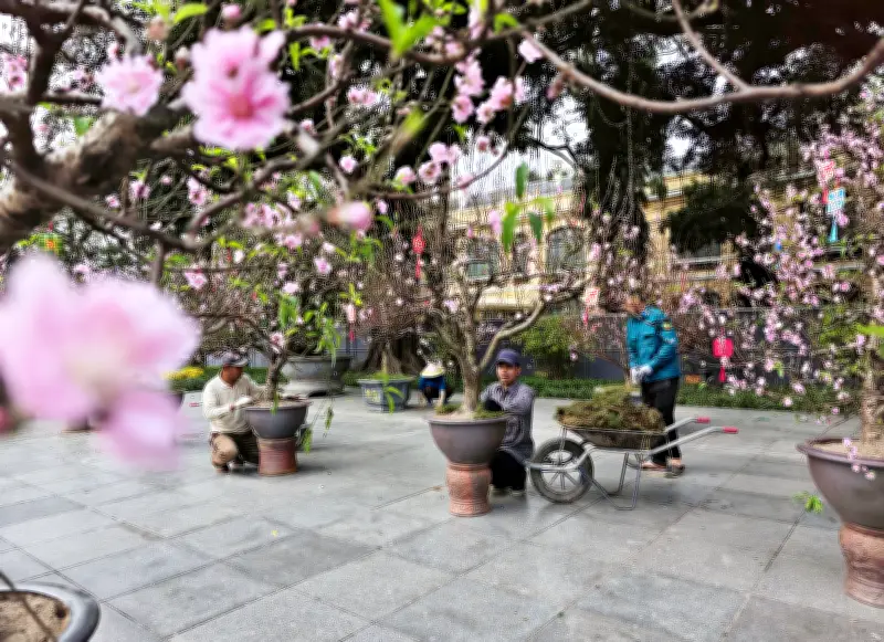 Hơn 300 Gốc Đào Cổ Hội Tụ Tại Vườn Hoa Lý Thái Tổ Dịp Tết Bính Ngọ