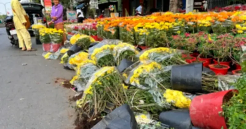 Hàng chục chậu hoa cúc bị hỏng do mưa trái mùa chất đống trên đường Tạ Quang Bửu