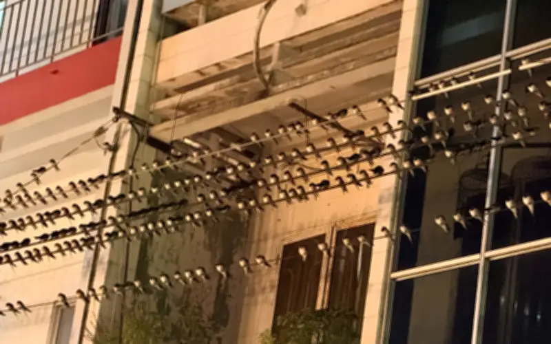 Hàng ngàn chim én 'tạm trú' gây ô nhiễm nghiêm trọng tại Mỹ Tho, Đồng Tháp