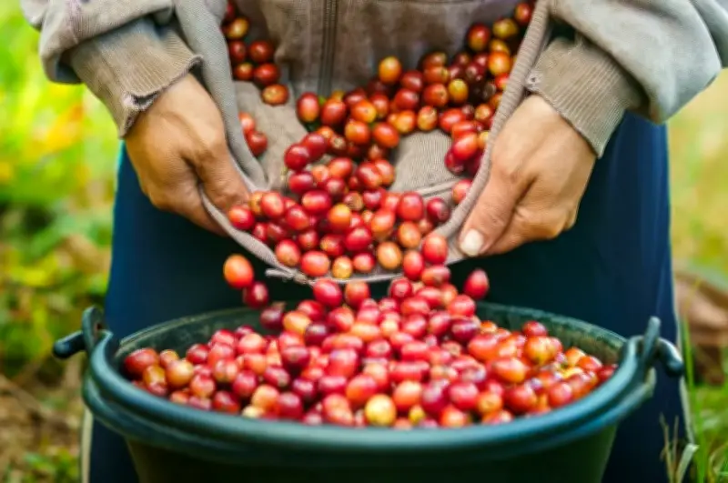 Hương Thơm Cà Phê Lào Lan Tỏa Khắp Thế Giới, Nâng Tầm Thương Hiệu