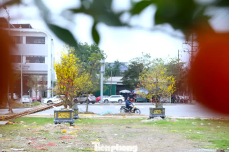 Hàng trăm gốc đào, mai ế ẩm nằm la liệt đường Nghệ An sau Tết Bính Ngọ 2026