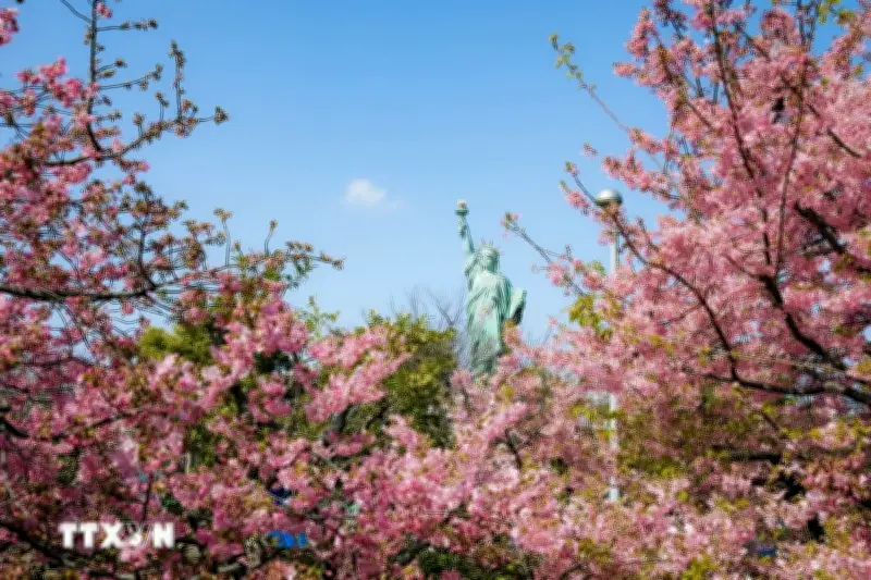 Hoa anh đào Kawazu Nhật Bản nở rộ sớm, thu hút du khách tại Tokyo