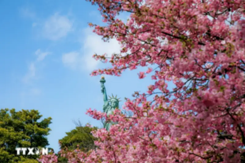 Hoa Anh Đào Nhật Bản Nở Sớm, Du Lịch Đối Mặt Với Quá Tải