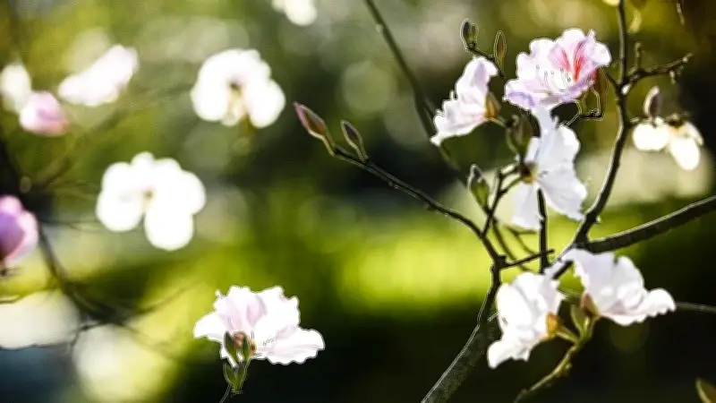 Hoa Ban Nở Trắng Trời Tây Bắc, Điện Biên Rộn Ràng Đón Mùa Xuân