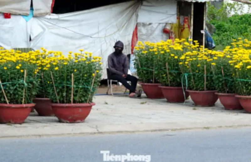 Hoa cúc Đà Nẵng ế ẩm dịp Tết: Giá hạ vẫn khó bán, người bán ngồi trên lửa