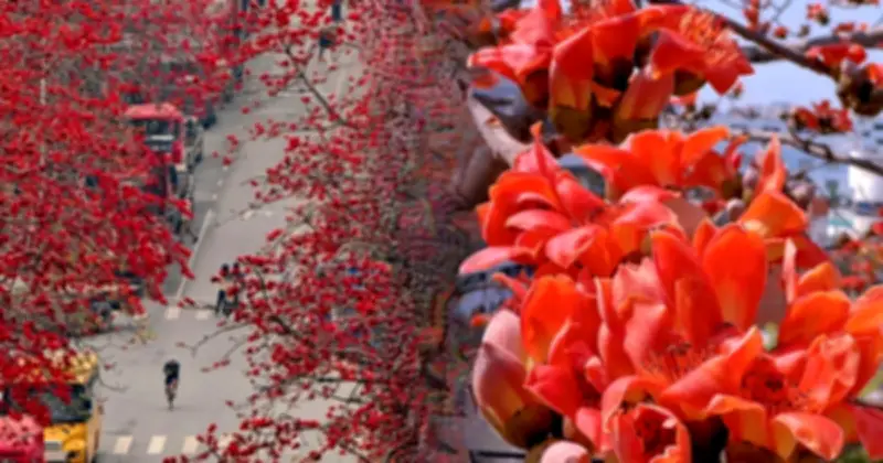 Hoa Gạo: Vẻ Đẹp Rực Lửa Và Những Điều Kiêng Kỵ Trong Văn Hóa Việt