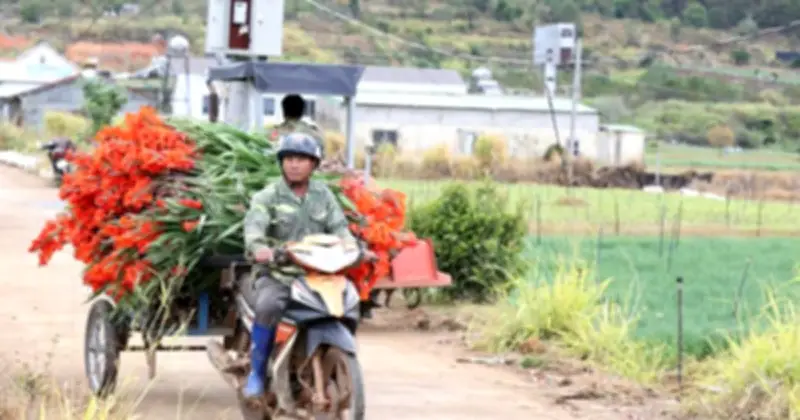 Hoa Lay Ơn Nở Muộn Sau Tết, Nông Dân Lâm Đồng Trắng Tay Vì Không Có Người Mua