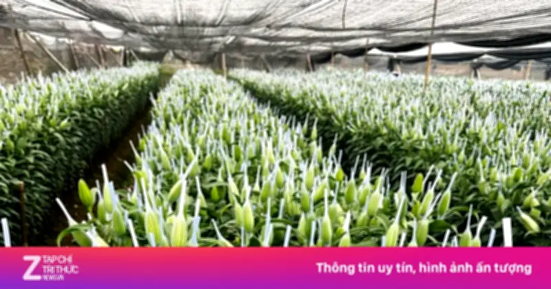 Hoa Tết 2026: Ly Kép Tăng Phi Mã, Tuyết Mai Giá Mềm Nhờ Nguồn Cung Dồi Dào