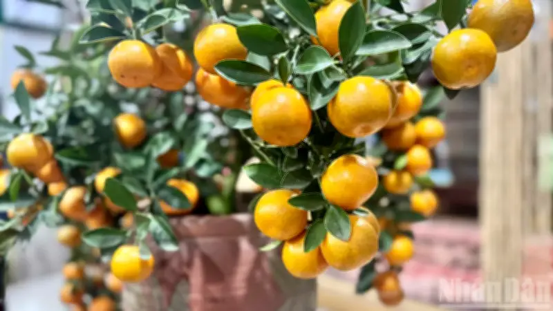 Hoa Tết Hà Nội Rực Rỡ: Từ Nhật Tân Đến Phố Hoa, Nguồn Cung Dồi Dào Đón Xuân Bính Ngọ