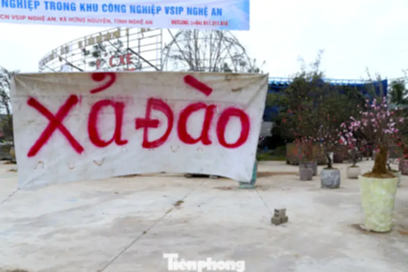 Hoa Tết Nghệ An ế ẩm, đào quất sale kịch sàn vẫn vắng khách ngày 27 Tết