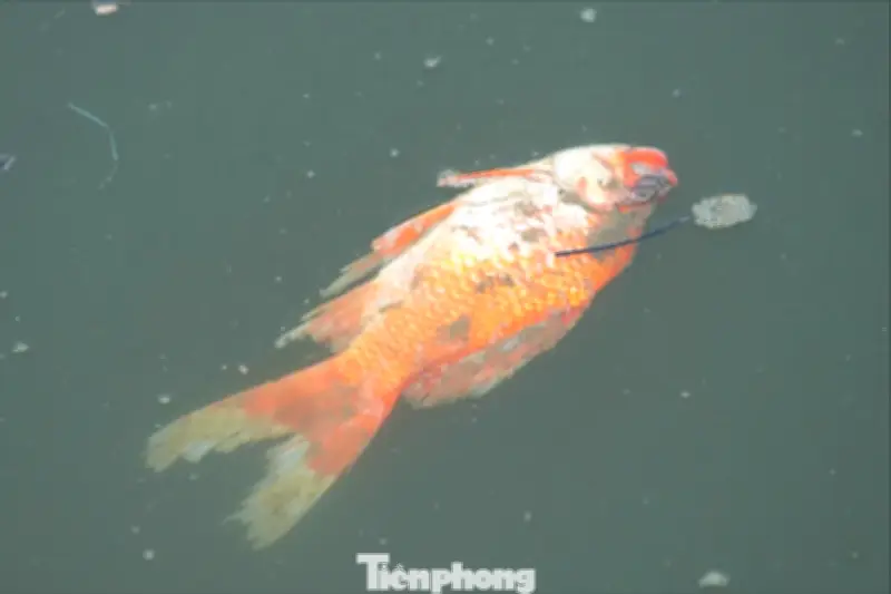 Hồ Hoàng Cầu Ô Nhiễm Sau Lễ Phóng Sinh: Cá Chết, Nước Đục Ngầu Vì Tro Vàng Mã