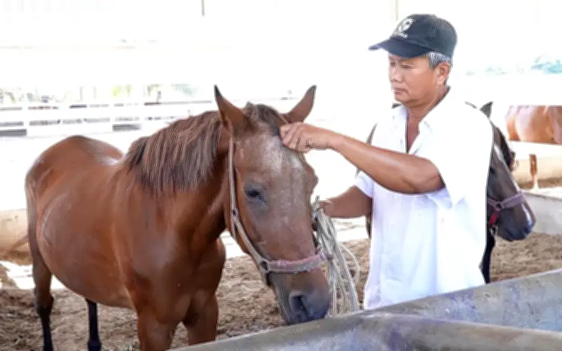 Những Người Giữ Nghề Đua Ngựa: Níu Giữ Thời Vàng Son Trong Hoài Niệm