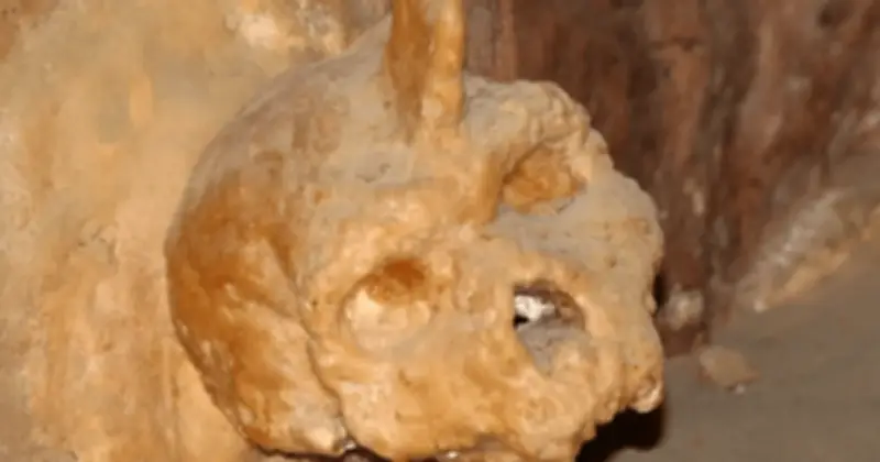 Hộp Sọ Petralona: Bí Ẩn Tiền Sử Thách Thức Cây Phả Hệ Nhân Loại