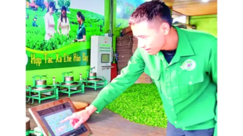 Hợp Tác Xã Chè Hảo Đạt: Điểm Sáng Chuyển Đổi Số Trong Làng Chè Tân Cương