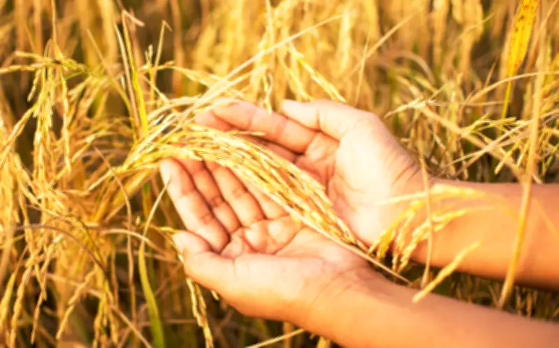 Hạt Gạo Việt: Từ Bản Sắc Ẩm Thực Đến Vị Thế Xuất Khẩu Toàn Cầu