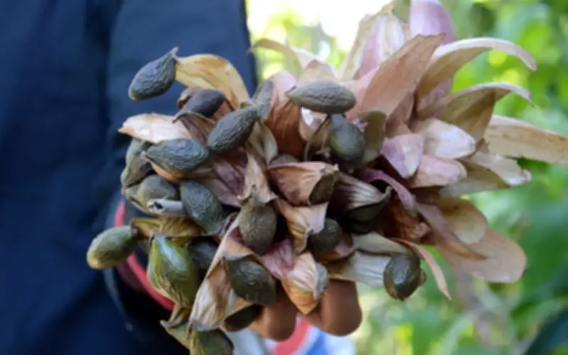 Hạt Đười Ươi: Từ Quả Rừng Vô Danh Đến Đặc Sản Quý Giá Trị Cao