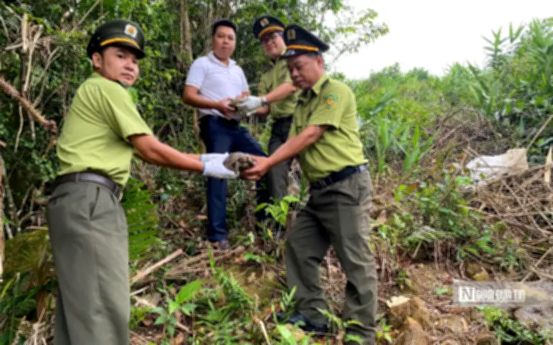 Huế quyết liệt chống săn trộm động vật hoang dã quý hiếm trong Sách Đỏ