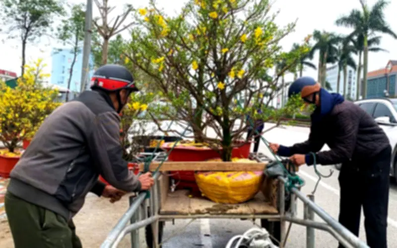 Hà Tĩnh Sôi Động Với Nghề Chở Thuê Cây Cảnh Dịp Tết, Thu Nhập Tiền Triệu