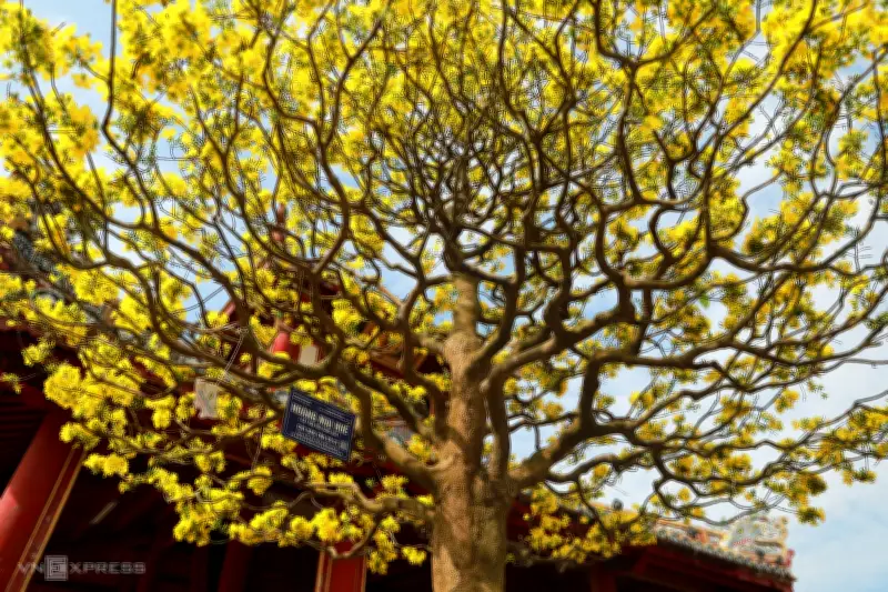 Hơn 500 Gốc Hoàng Mai Cổ Thụ Trị Giá Tỷ Đồng Khoe Sắc Vàng Bên Sông Hương Huế