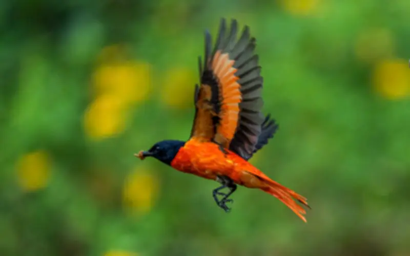 Đôi chim Hồng tước - Hoàng tước rực rỡ điểm tô công viên Tưởng niệm COVID-19