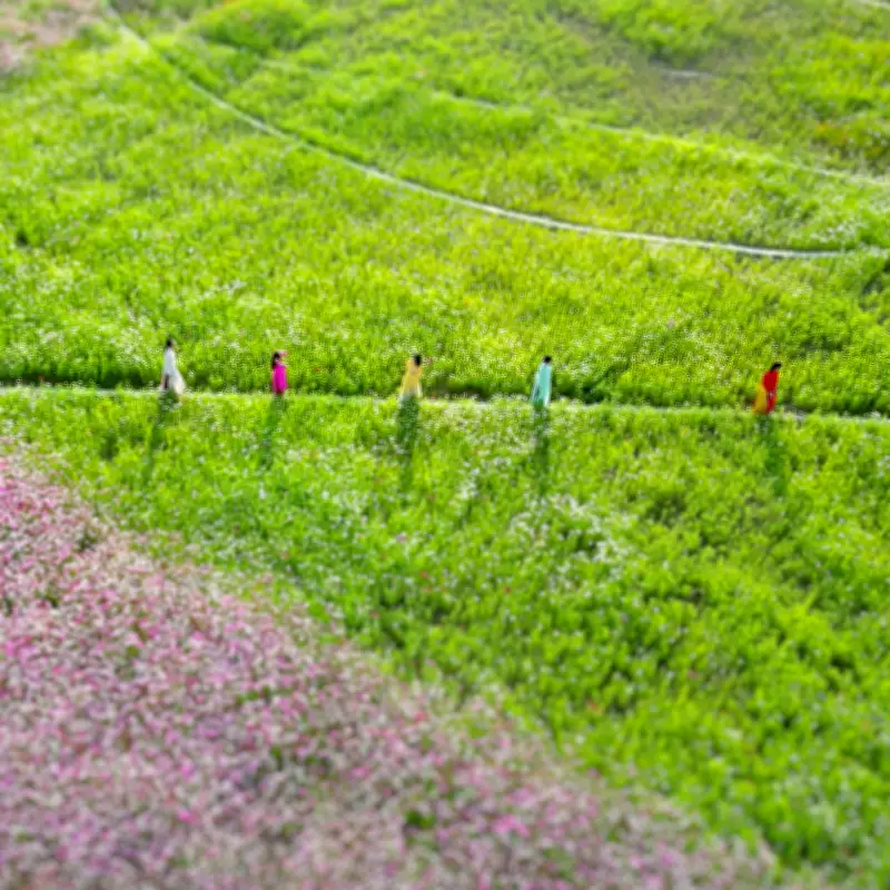 Đồi Hoa Sao - Đảo Ngũ Phúc Cà Mau thu hút hàng trăm gia đình với cuộc thi ảnh triệu đồng