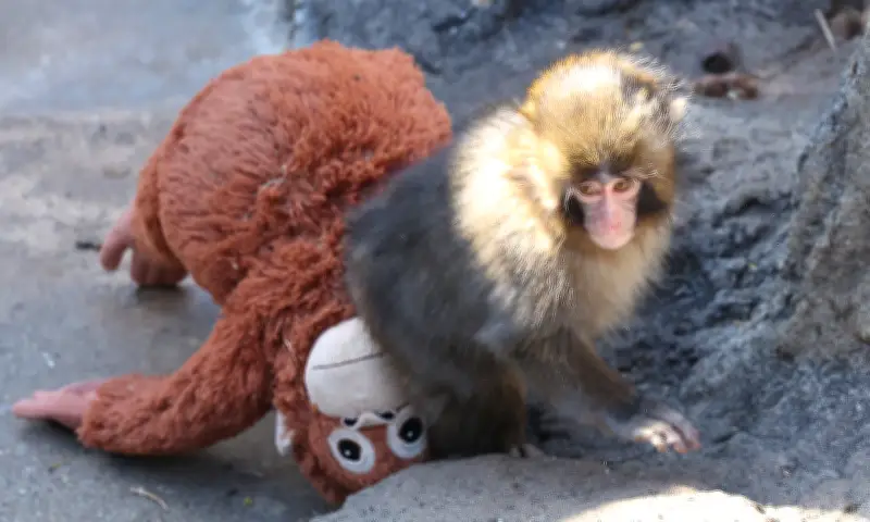 Đười ươi nhồi bông IKEA cháy hàng toàn cầu nhờ câu chuyện khỉ con cô đơn gây xúc động