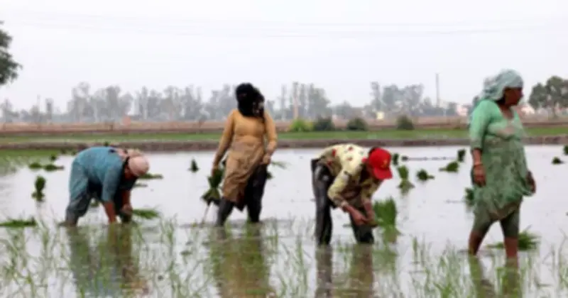 Indonesia đẩy mạnh xuất khẩu gạo 1 triệu tấn sang Đông Nam Á và phục vụ Hajj 2026
