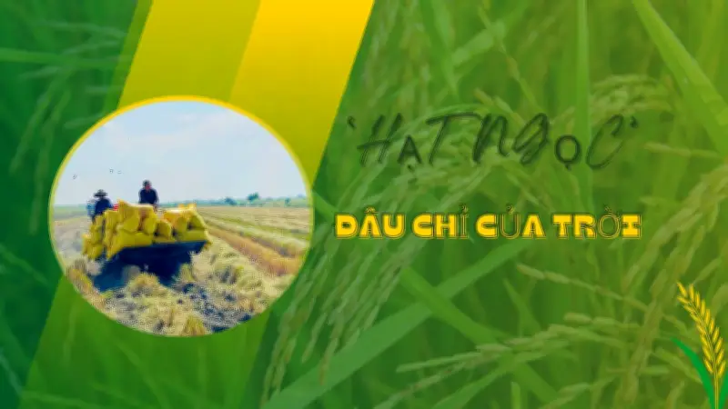 Kỹ sư Hồ Quang Cua và hành trình đưa giống lúa ST đổi đời cho nông dân miền Tây