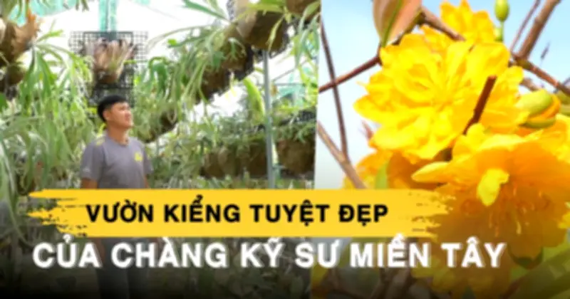 Kỹ sư xây dựng miền Tây thành công với vườn mai vàng và ổ rồng kiểng