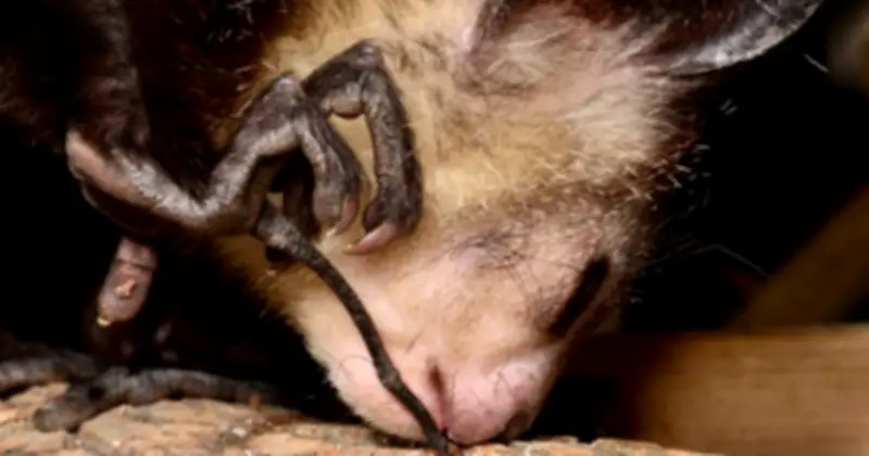 Khỉ Aye-aye Madagascar: Sinh Vật Kỳ Lạ Đối Mặt Nguy Cơ Tuyệt Chủng Vì Mê Tín