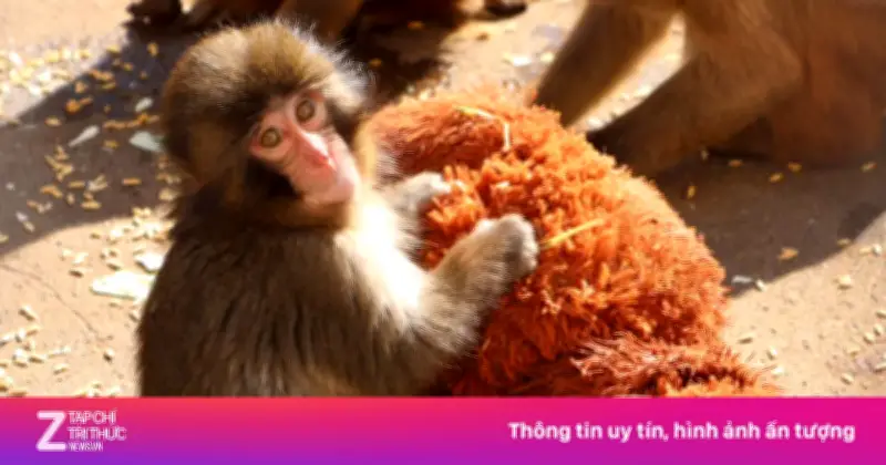 Khỉ con bị mẹ bỏ rơi trở thành hiện tượng mạng, kéo khách đổ xô đến sở thú Nhật Bản